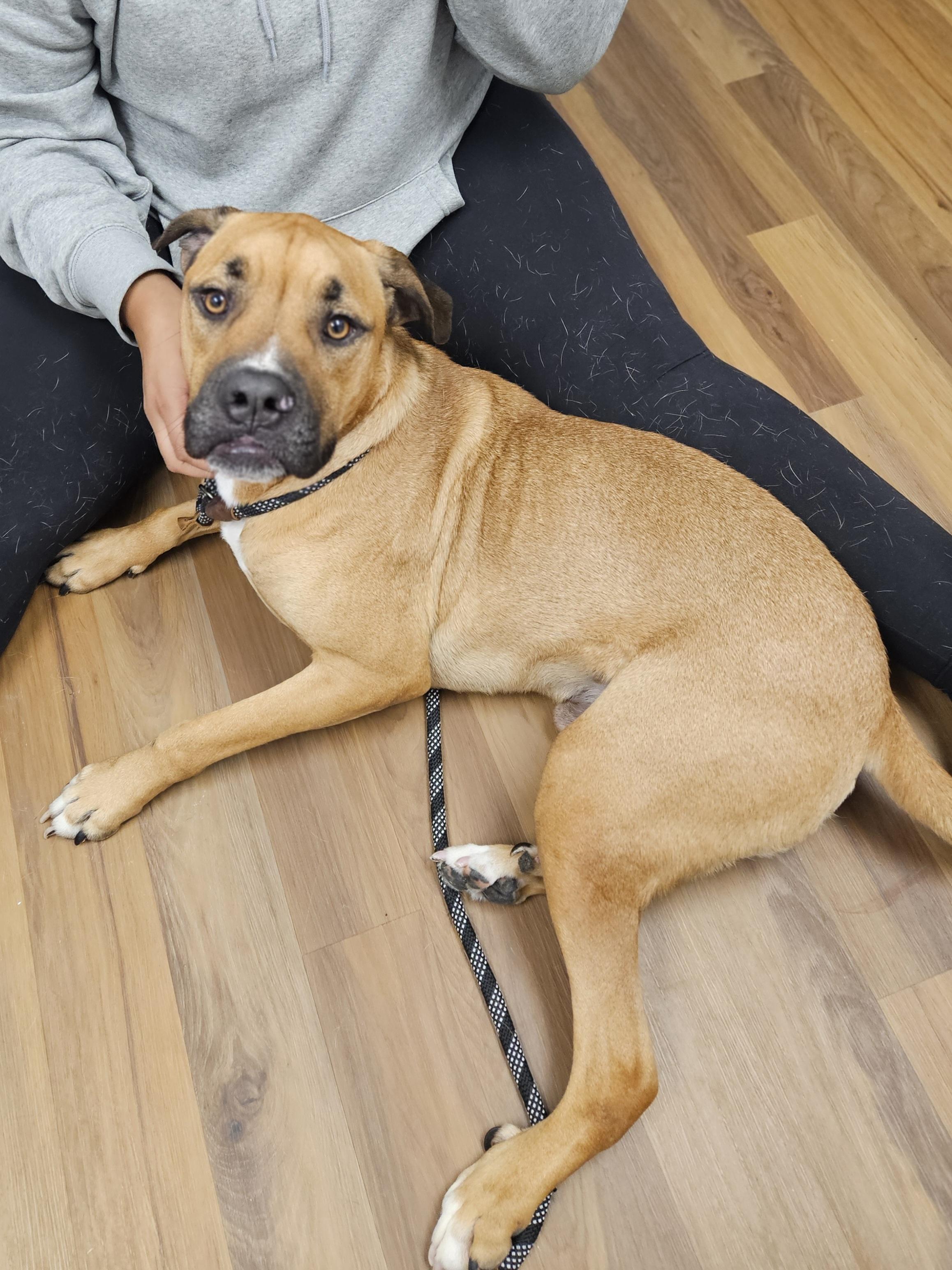 Enlarge CHASE    $425, a ADOPTABLE mixed breed in Milwaukee, WI image 3/6