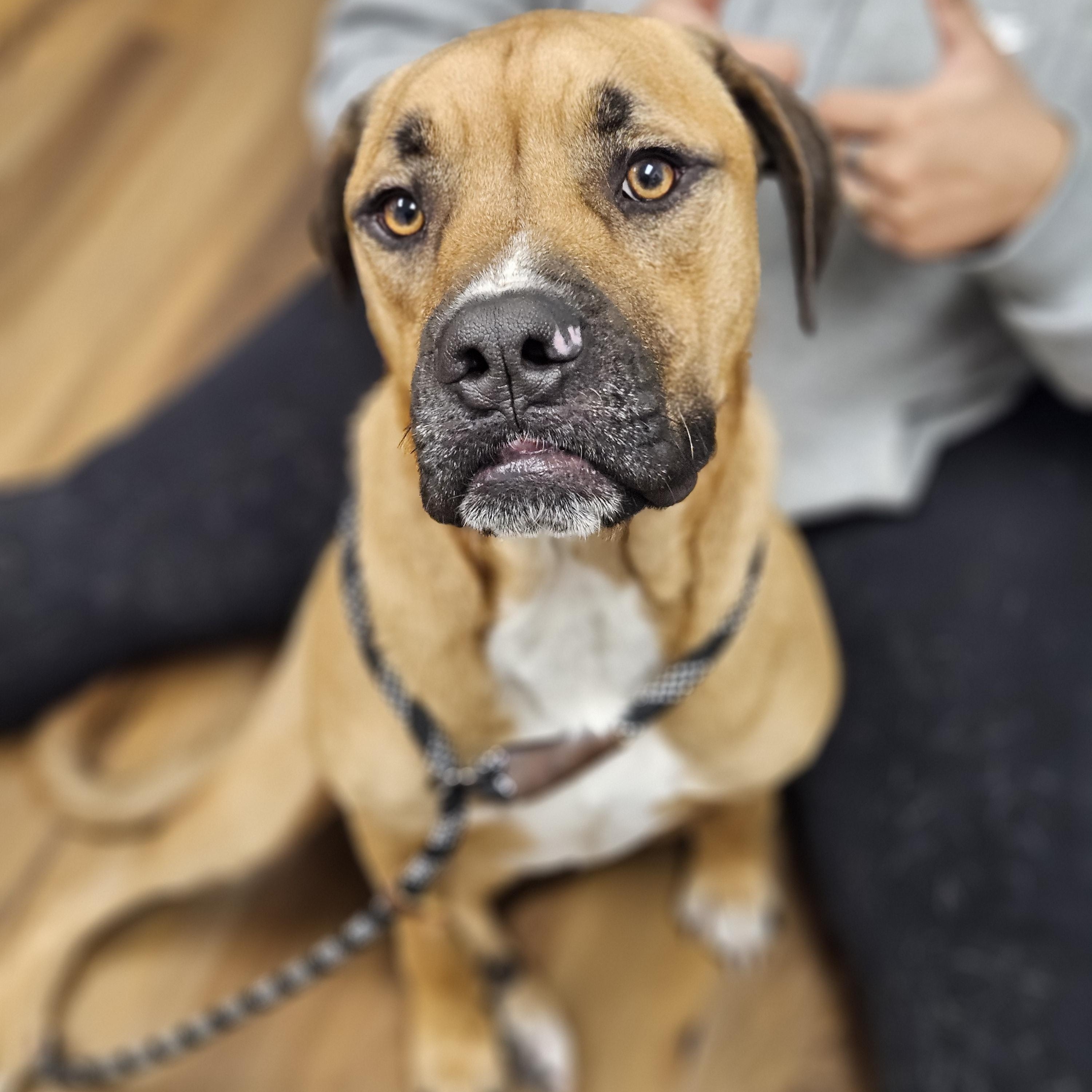 Enlarge CHASE    $425, a ADOPTABLE mixed breed in Milwaukee, WI image 2/6