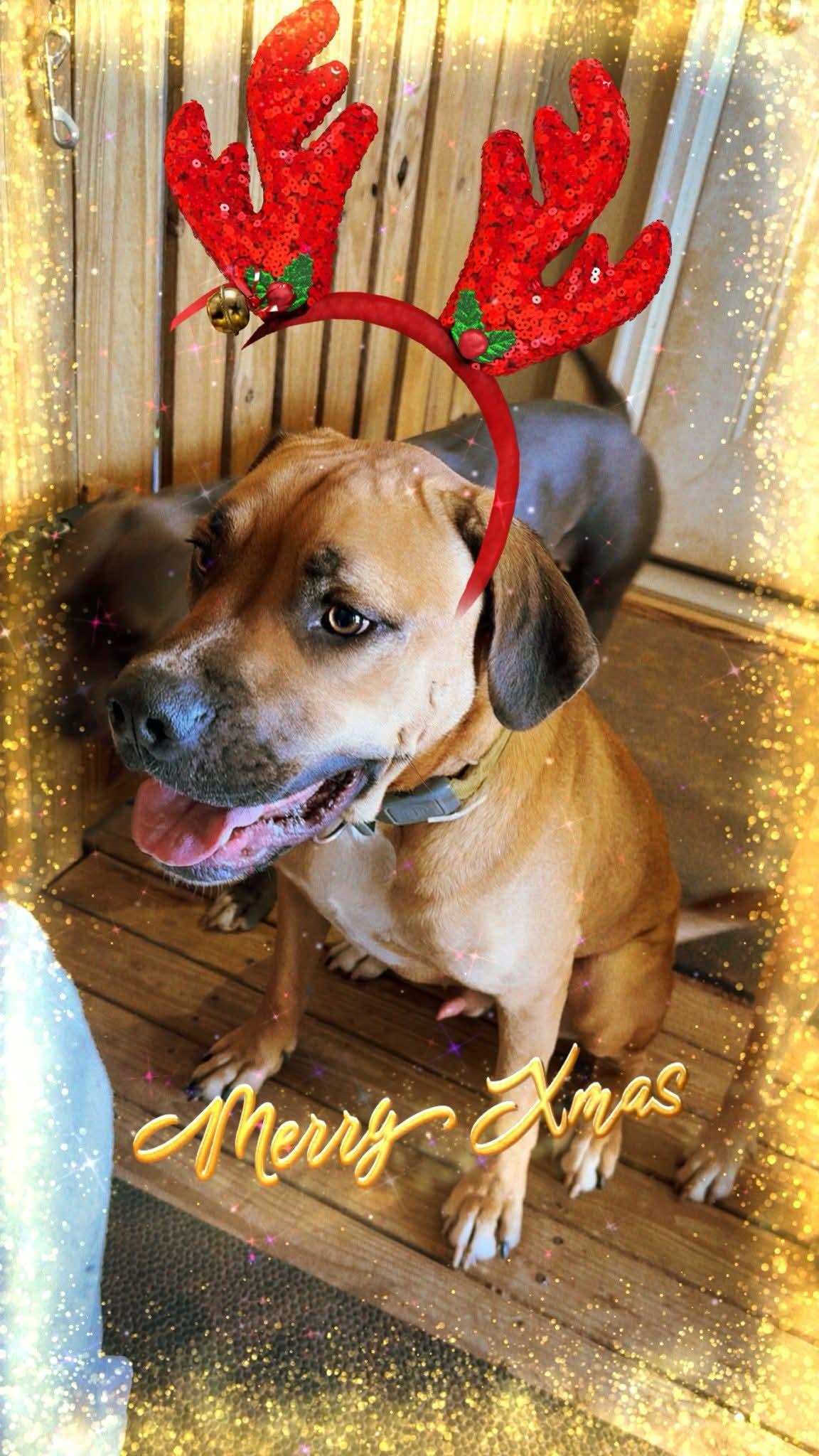 Enlarge CHASE    $425, a ADOPTABLE mixed breed in Milwaukee, WI image 3/3