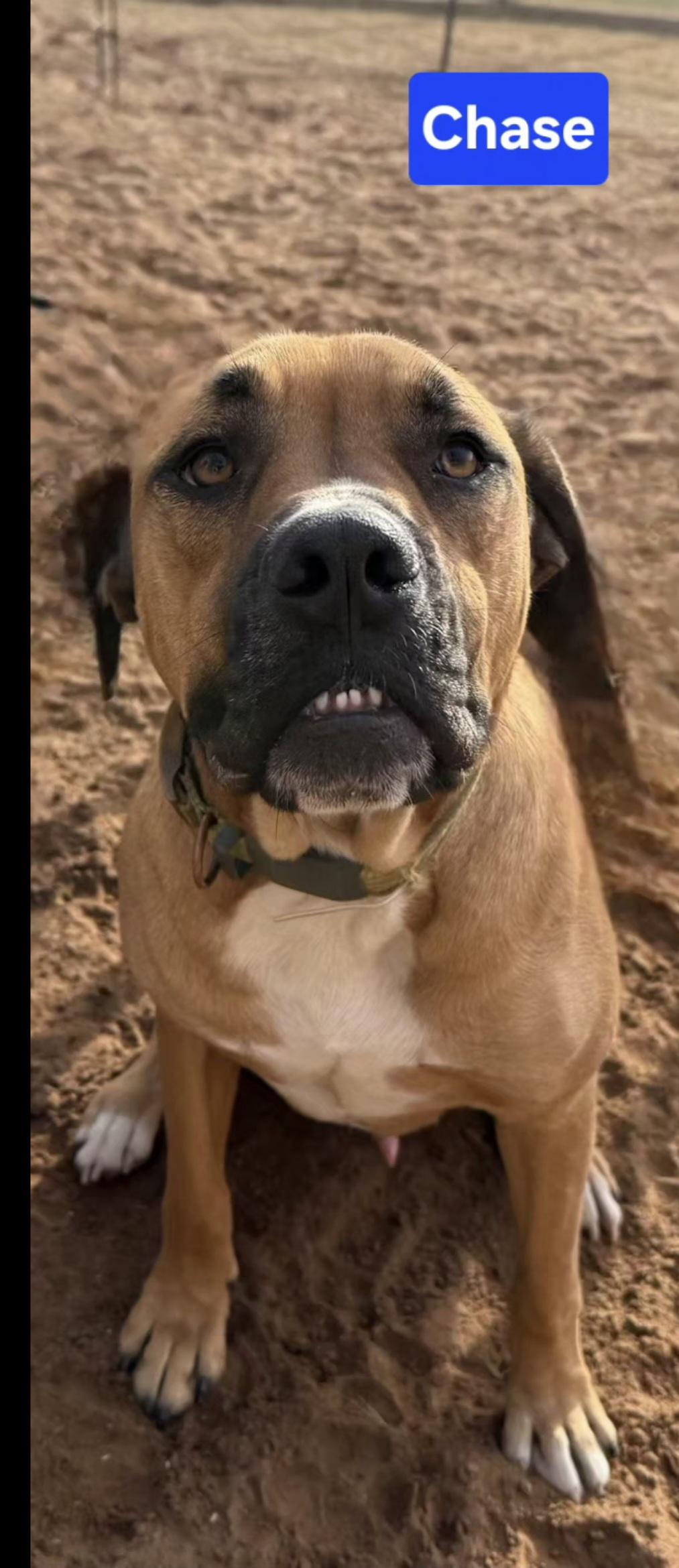 Enlarge CHASE    $425, a ADOPTABLE mixed breed in Milwaukee, WI image 2/3