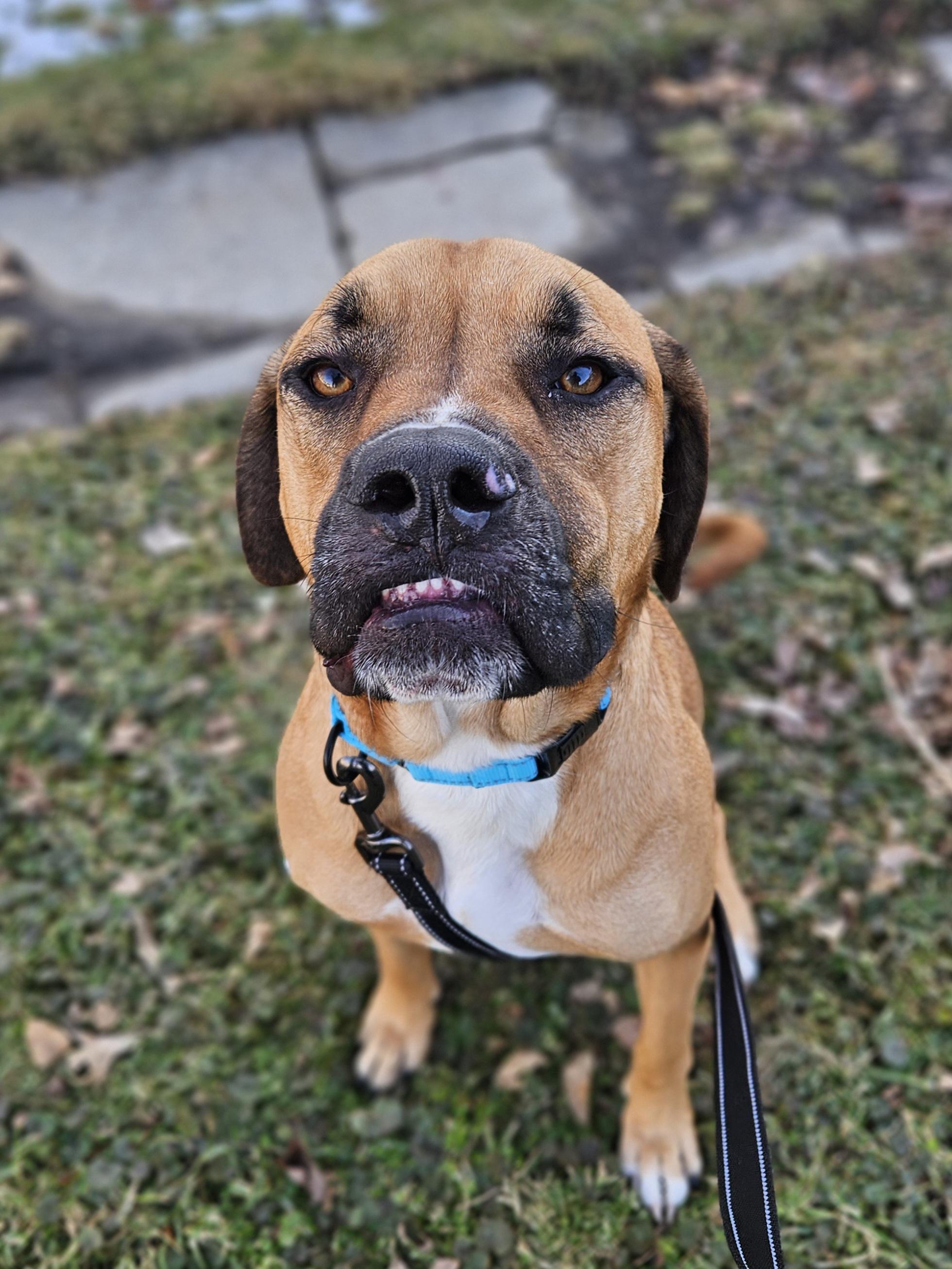 Enlarge CHASE    $425, a ADOPTABLE mixed breed in Milwaukee, WI image 5/6