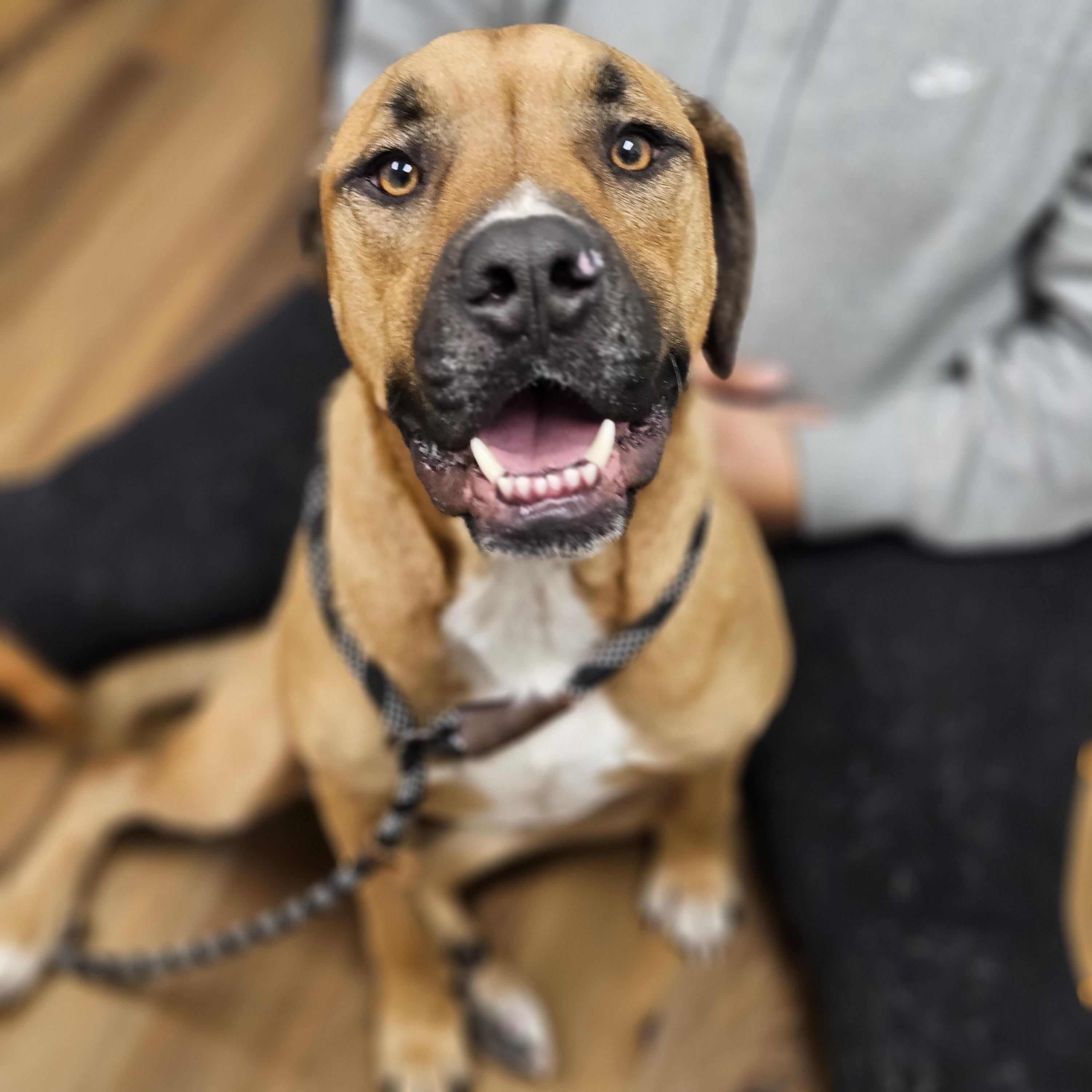 CHASE    $425, ADOPTABLE, Adult Male Boxer.