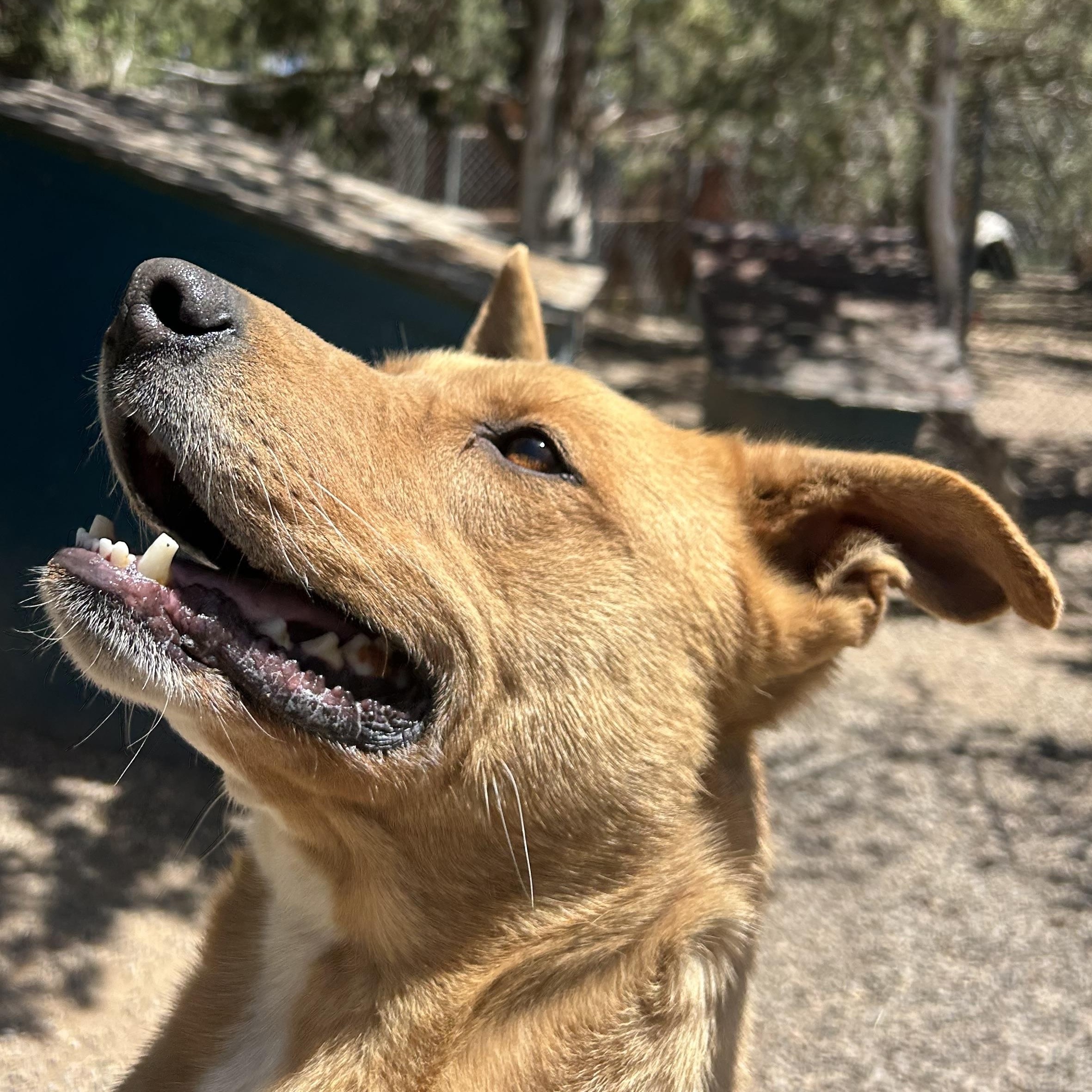 Shony, Adoptable, Adult Female Carolina Dog.