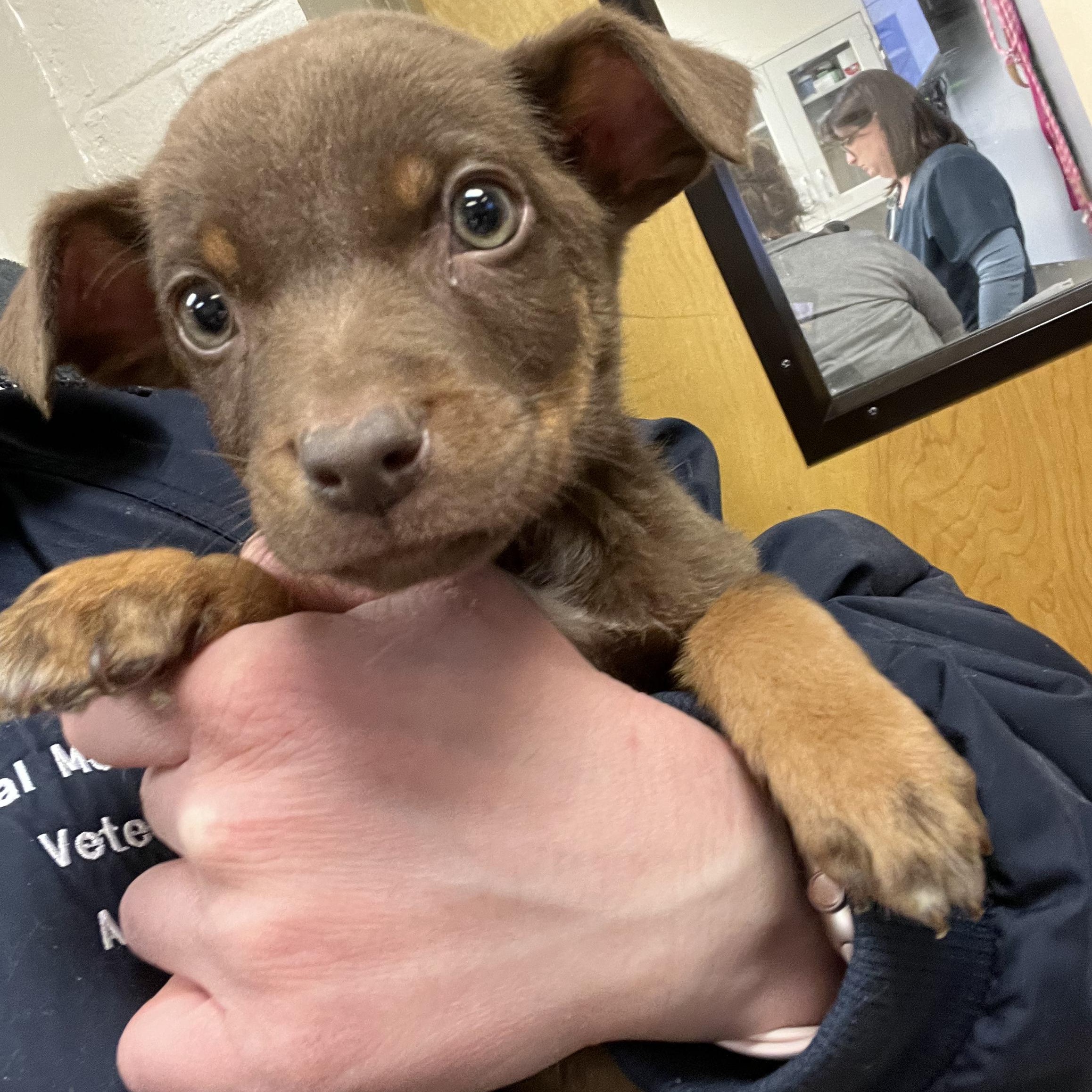 Enlarge Duke, a Adoptable mixed breed in Fort Collins, CO image 5/5
