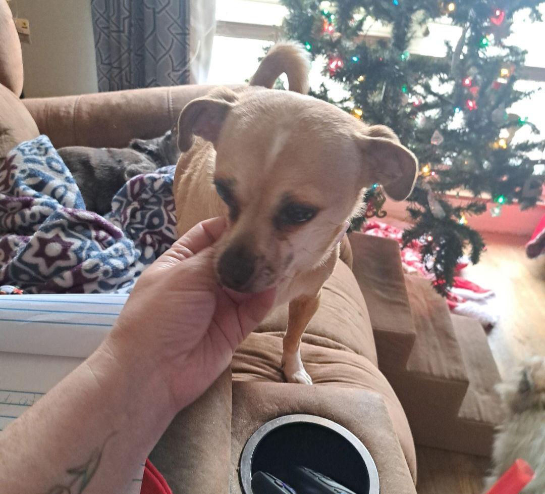 Bea, a Adoptable Chihuahua in O'Fallon, MO image 1/3