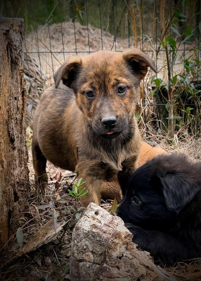 BENJI — thumbnail 3