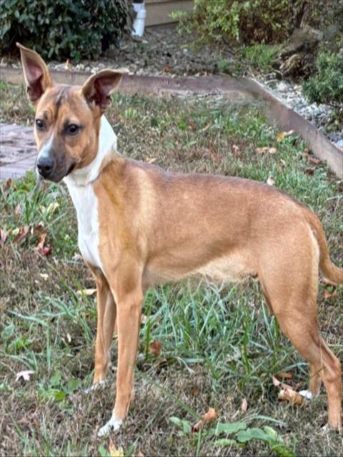 Enlarge FREYA, a Adoptable mixed breed in Cookeville, TN image 1/1