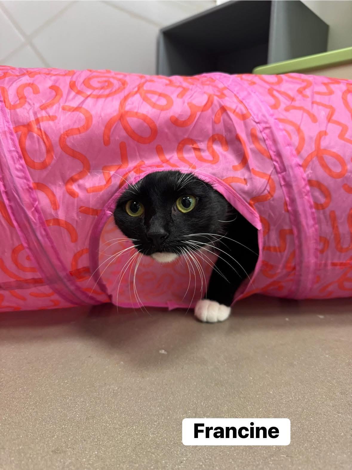 Francine, Adoptable, Adult Female Domestic Short Hair.