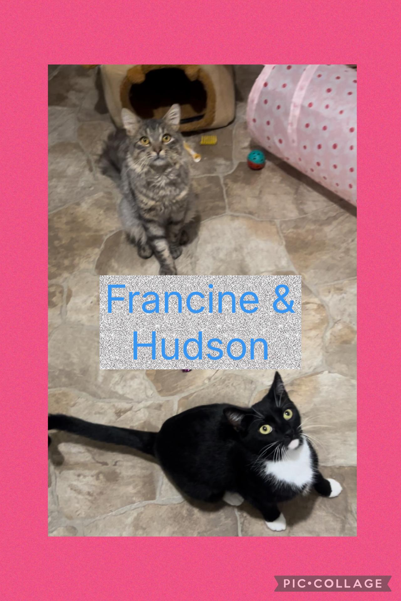 Francine, a Adoptable Domestic Short Hair in Staten Island, NY image 2/6