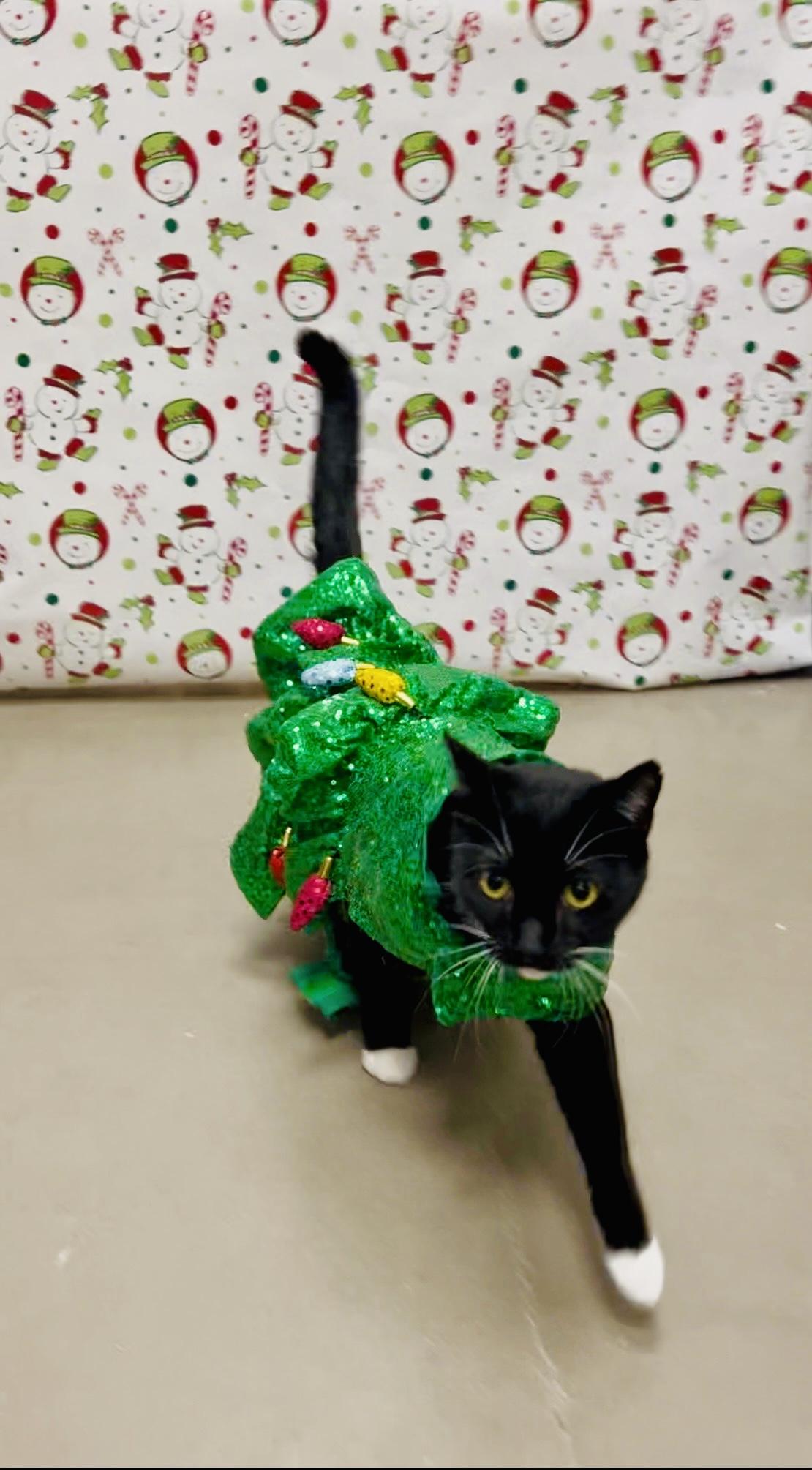 Enlarge Francine, a Adoptable Domestic Short Hair in Staten Island, NY image 6/6