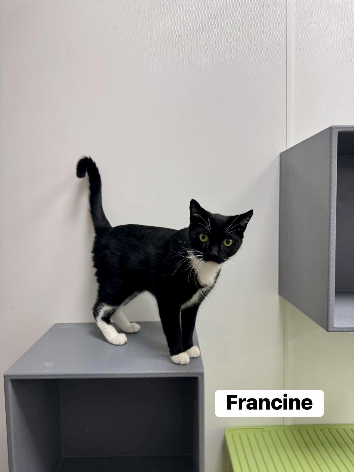 Francine, a Adoptable Domestic Short Hair in Staten Island, NY image 5/6