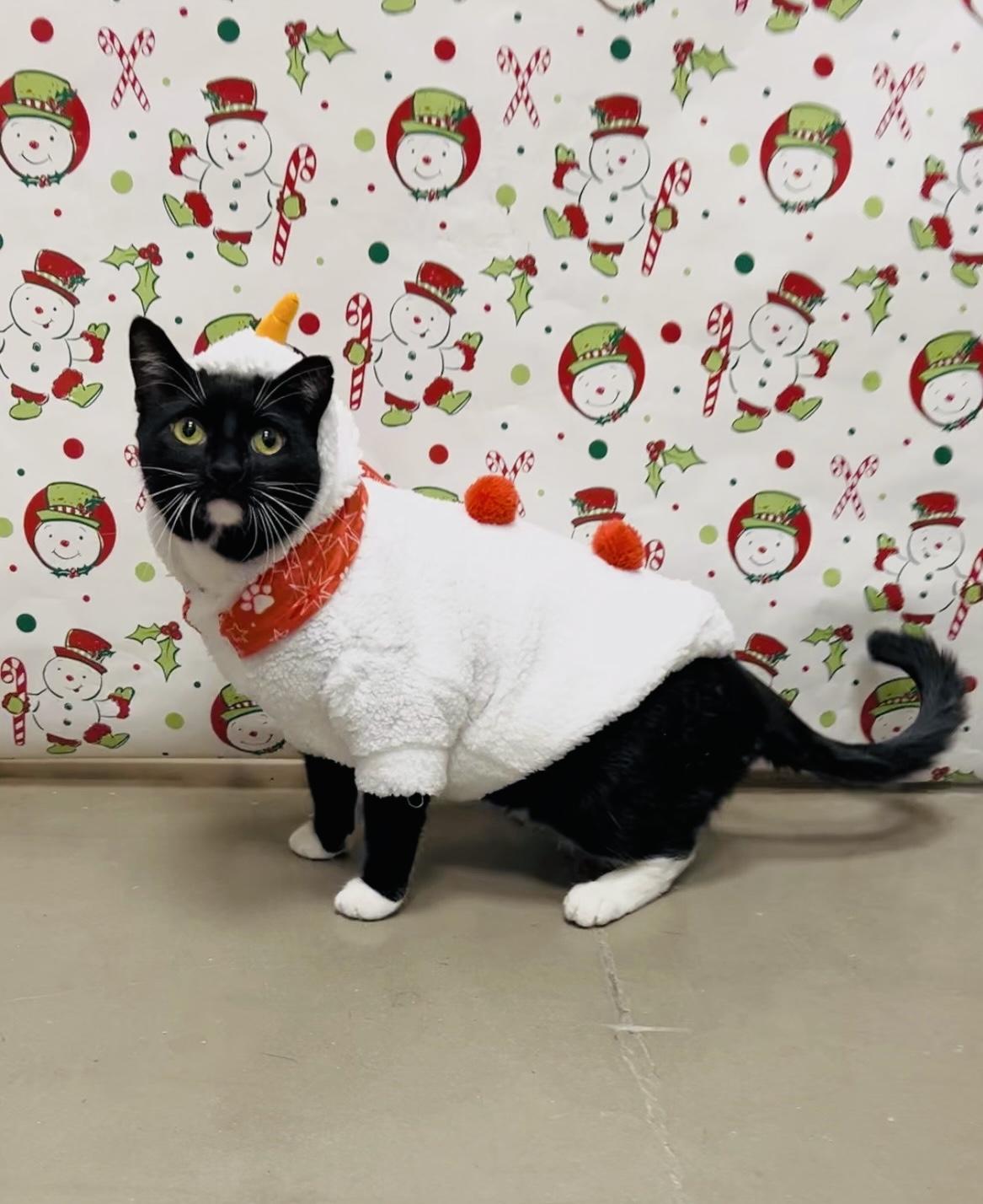 Enlarge Francine, a Adoptable Domestic Short Hair in Staten Island, NY image 1/6