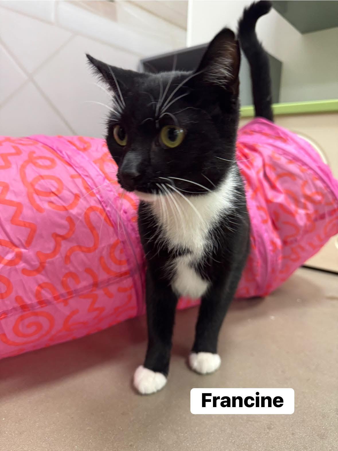 Francine, a Adoptable Domestic Short Hair in Staten Island, NY image 6/6