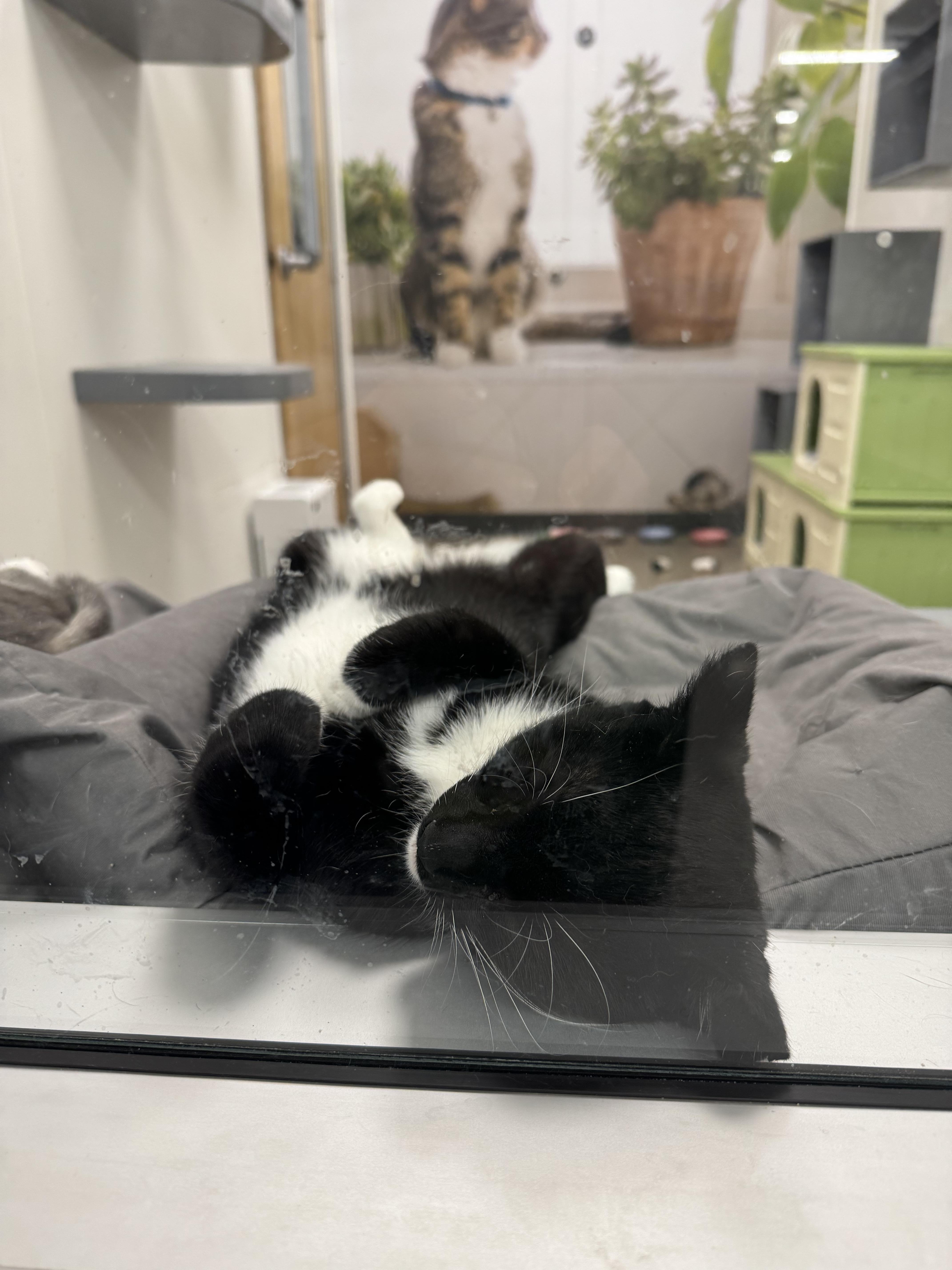 Enlarge Francine, a Adoptable Domestic Short Hair in Staten Island, NY image 6/6