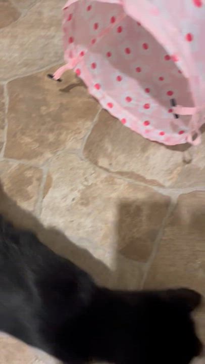 Enlarge Francine, a Adoptable Domestic Short Hair in Staten Island, NY video 4/6