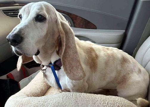 MOLLIE MAE - ADOPTION PENDING!, Adoptable, Senior Female Basset Hound.