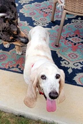 MOLLIE MAE - ADOPTION PENDING! — thumbnail 2