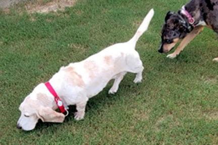 Enlarge MOLLIE MAE - ADOPTION PENDING!, a Adoptable Basset Hound in Mays Landing, NJ image 3/3