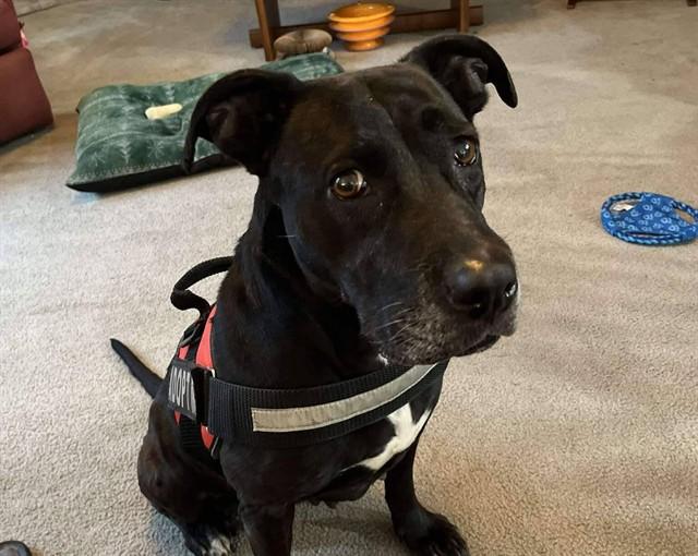 TESSA, Adoptable, Adult Female Staffordshire Bull Terrier & Bull Terrier.