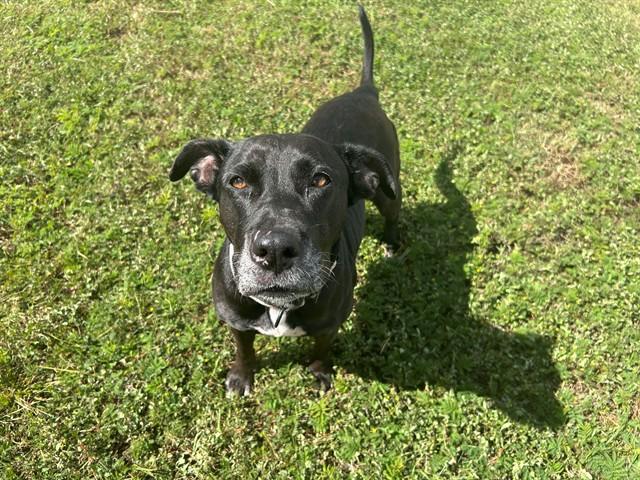 TESSA, Adoptable, Adult Female Staffordshire Bull Terrier & Bull Terrier.