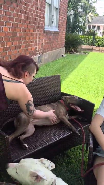 Enlarge Poppy, a Adoptable mixed breed in Horseheads, NY video 6/6