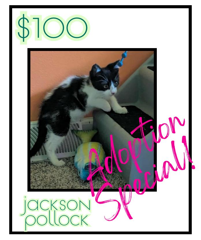 Enlarge Jackson Pollock, a Adoptable mixed breed in Poplar Grove, IL image 1/3