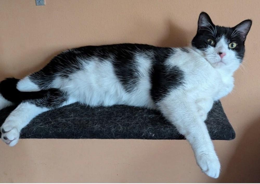 Enlarge Jackson Pollock, a Adoptable mixed breed in Poplar Grove, IL image 1/1