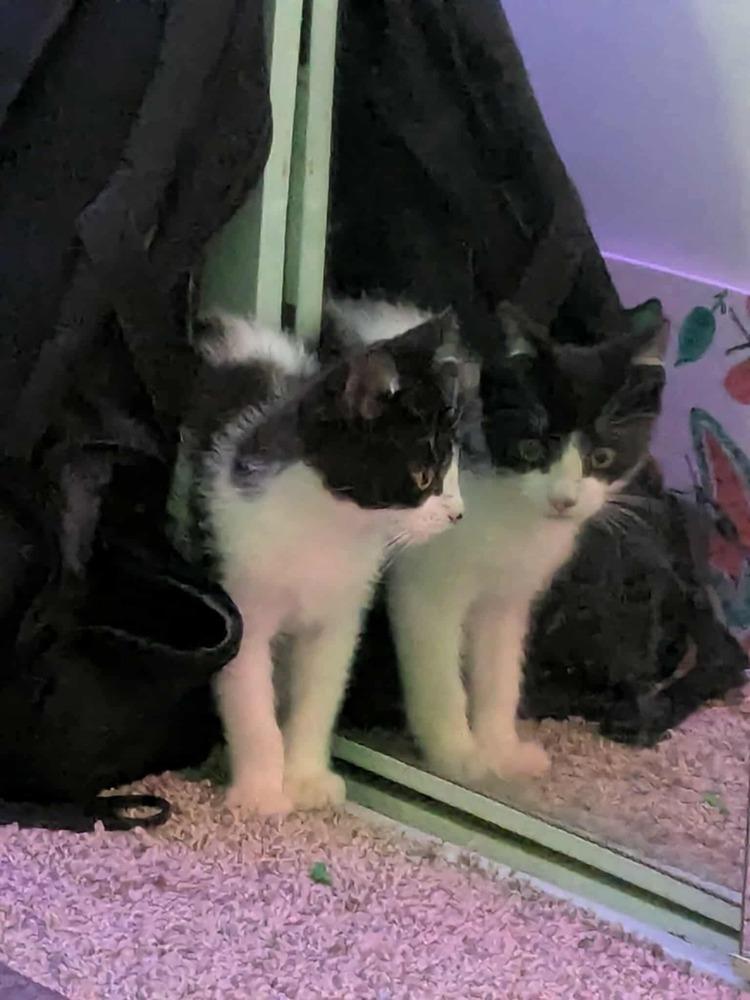 Enlarge Jackson Pollock, a Adoptable mixed breed in Poplar Grove, IL image 2/3