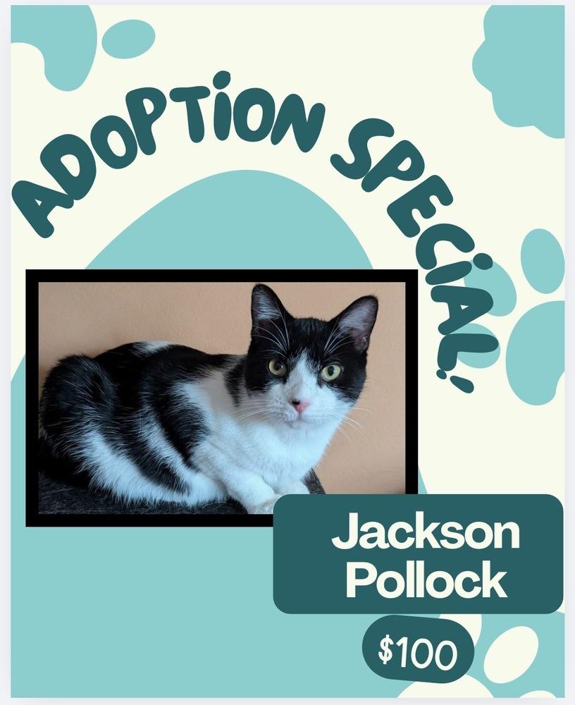 Enlarge Jackson Pollock, a Adoptable mixed breed in Poplar Grove, IL image 2/4