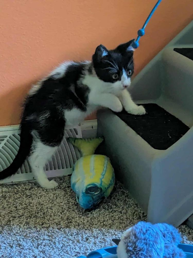 Enlarge Jackson Pollock, a Adoptable mixed breed in Poplar Grove, IL image 3/3