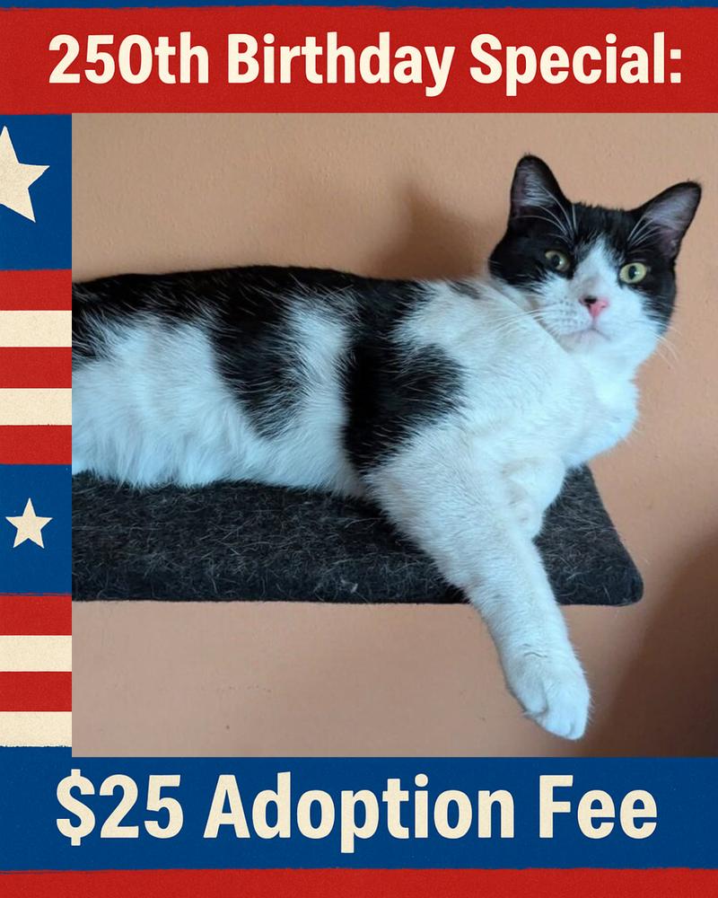 Enlarge Jackson Pollock, a Adoptable mixed breed in Poplar Grove, IL image 3/4