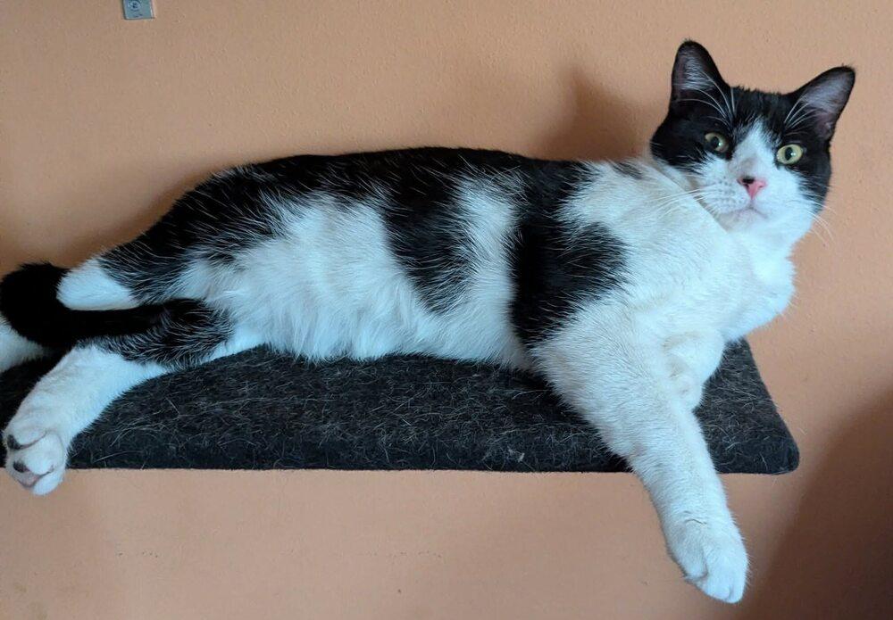 Enlarge Jackson Pollock, a Adoptable mixed breed in Poplar Grove, IL image 4/4