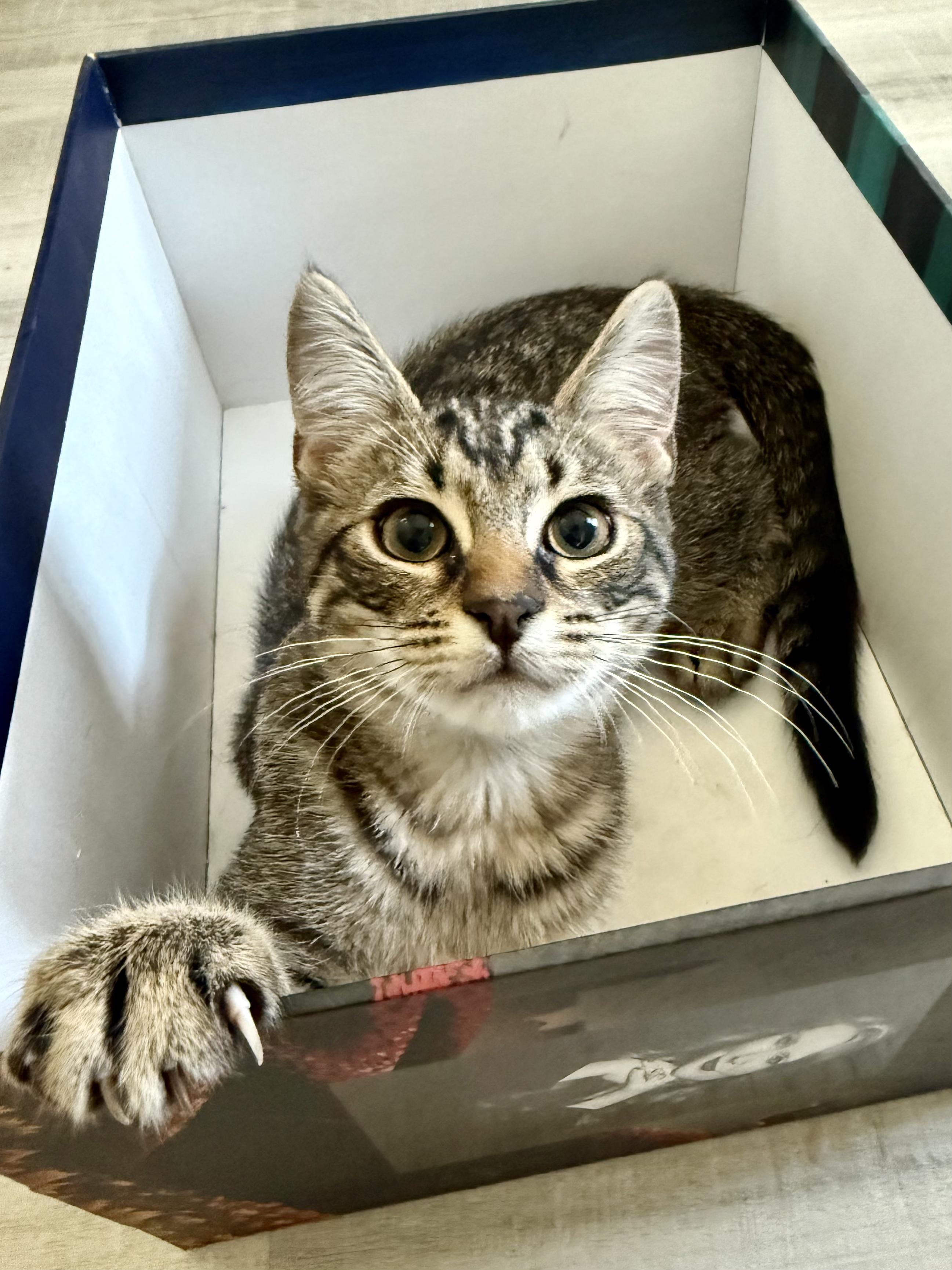 Jackson Luke, Adopted, Young Male Domestic Short Hair.