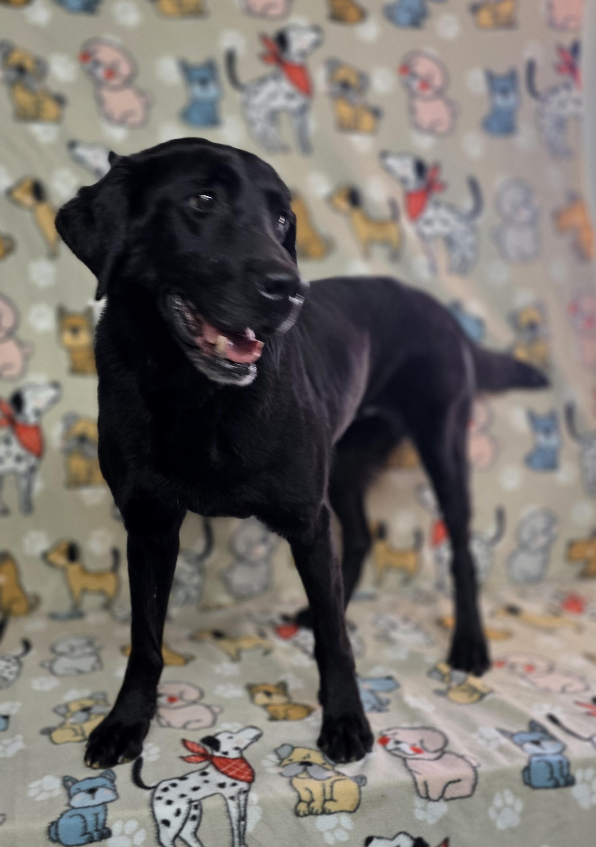 Enlarge Allie, a ADOPTABLE Black Labrador Retriever in Dallas, GA image 3/4