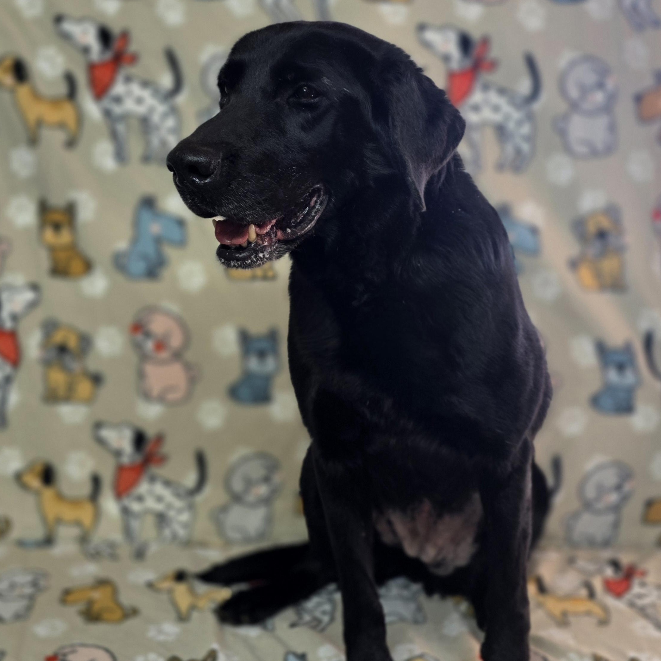 Enlarge Allie - JULY'S DOG OF THE MONTH, an adopted Black Labrador Retriever in Dallas, GA image 1/4