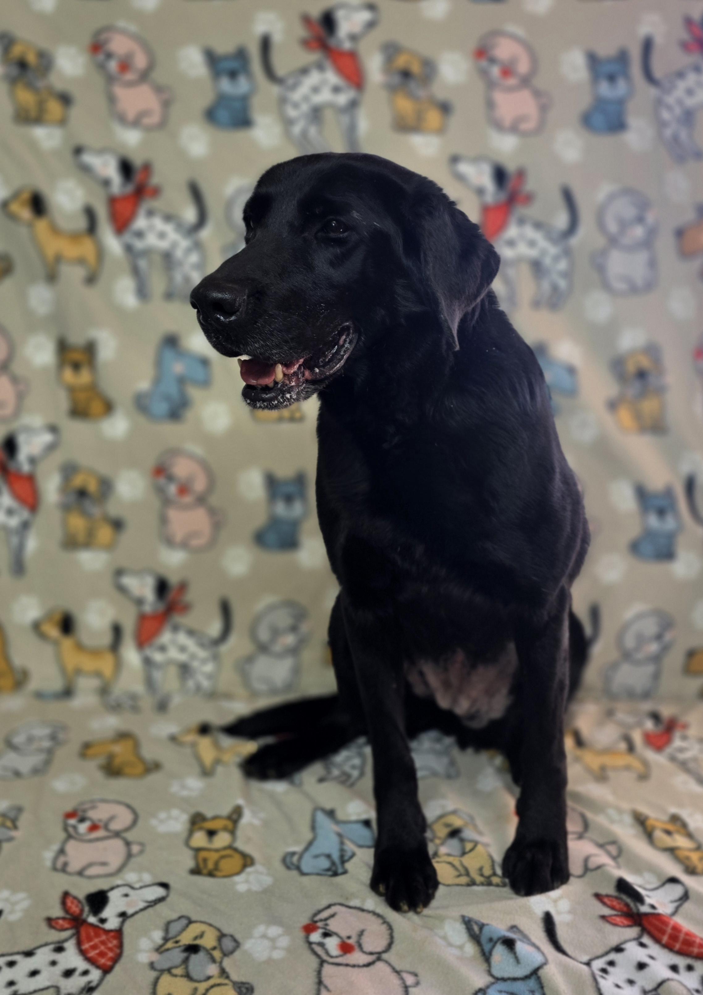 Enlarge Allie, a ADOPTABLE Black Labrador Retriever in Dallas, GA image 4/4