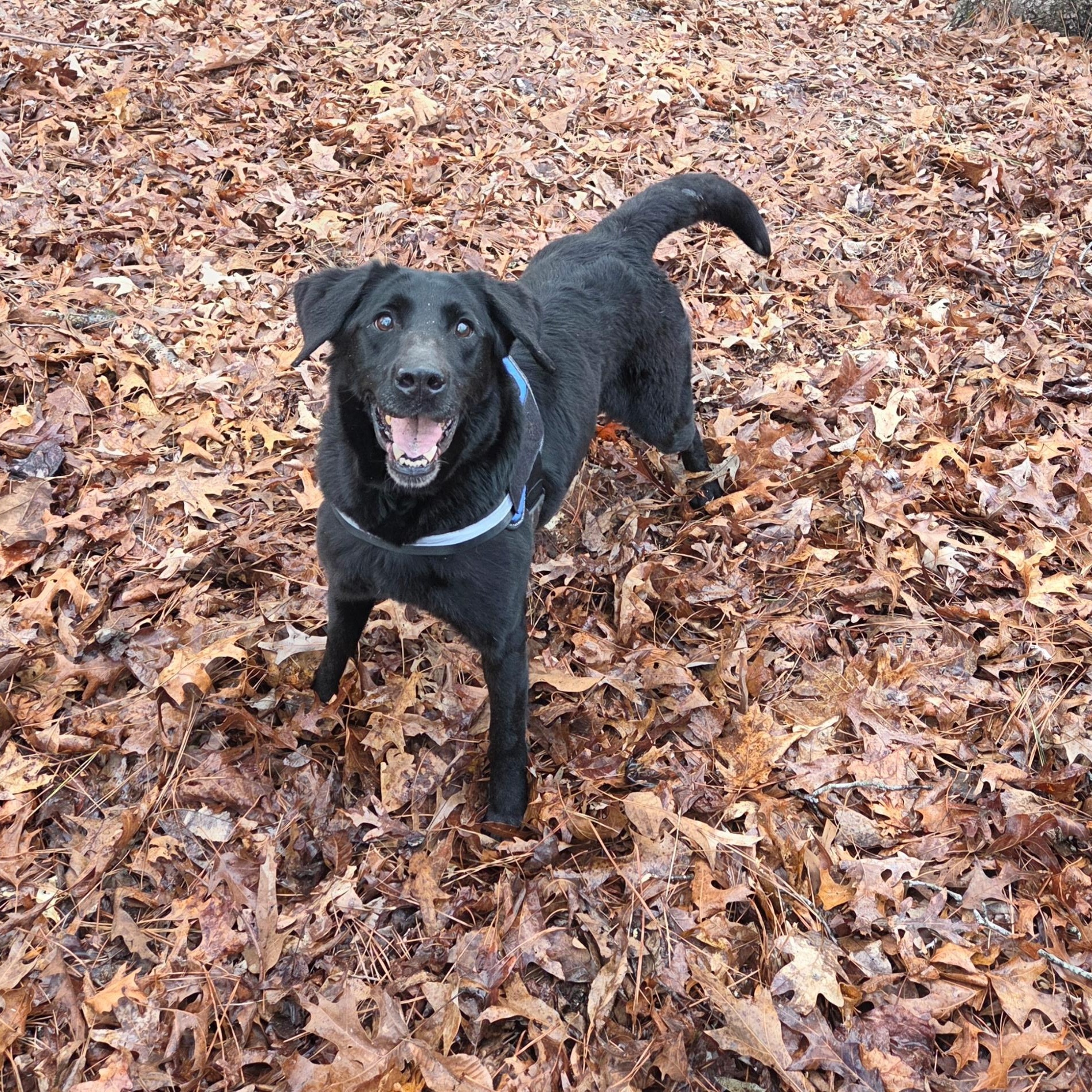 Enlarge Allie - JULY'S DOG OF THE MONTH, an adopted Black Labrador Retriever in Dallas, GA image 4/4