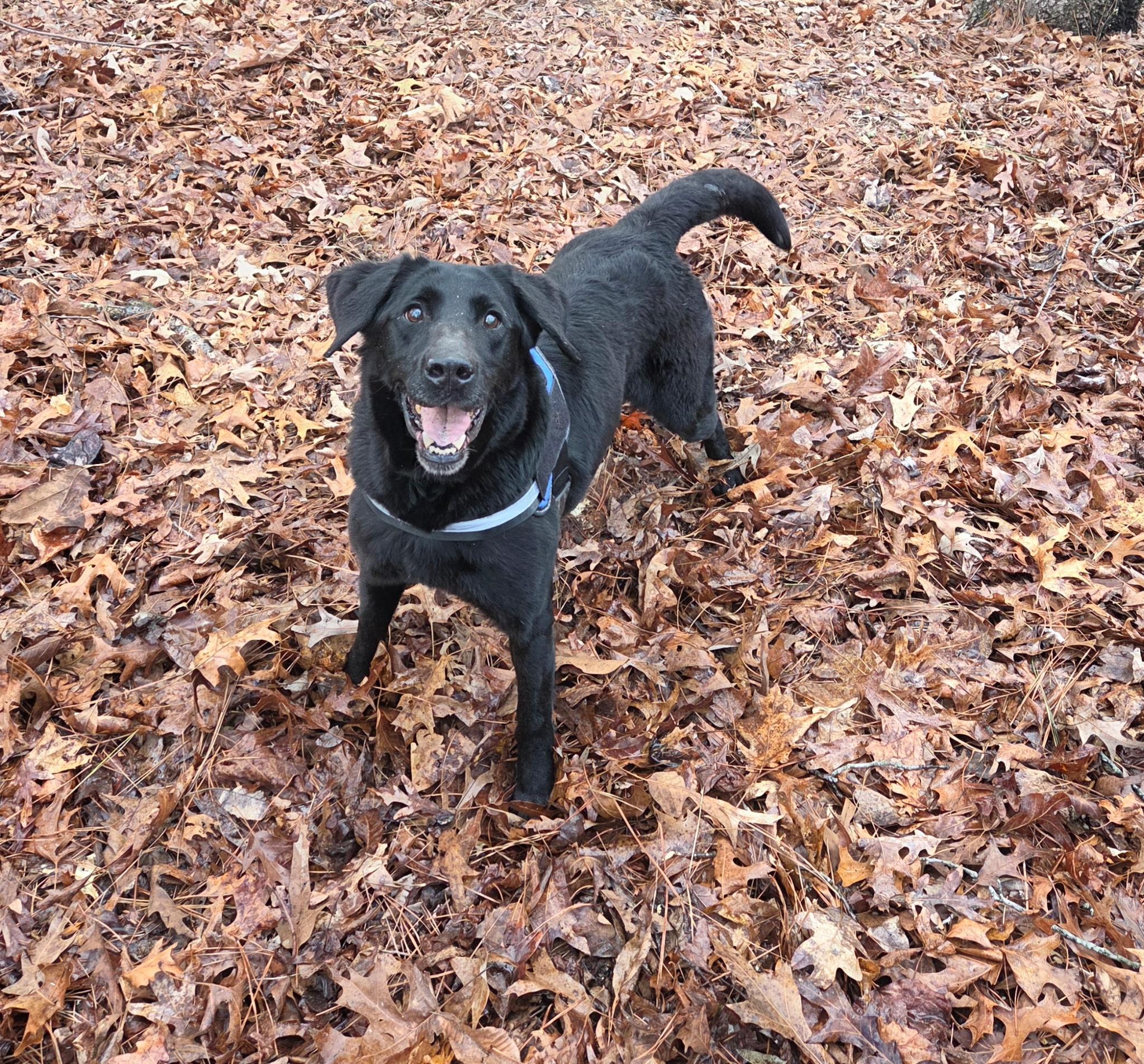 Enlarge Allie, a ADOPTABLE Black Labrador Retriever in Dallas, GA image 1/4