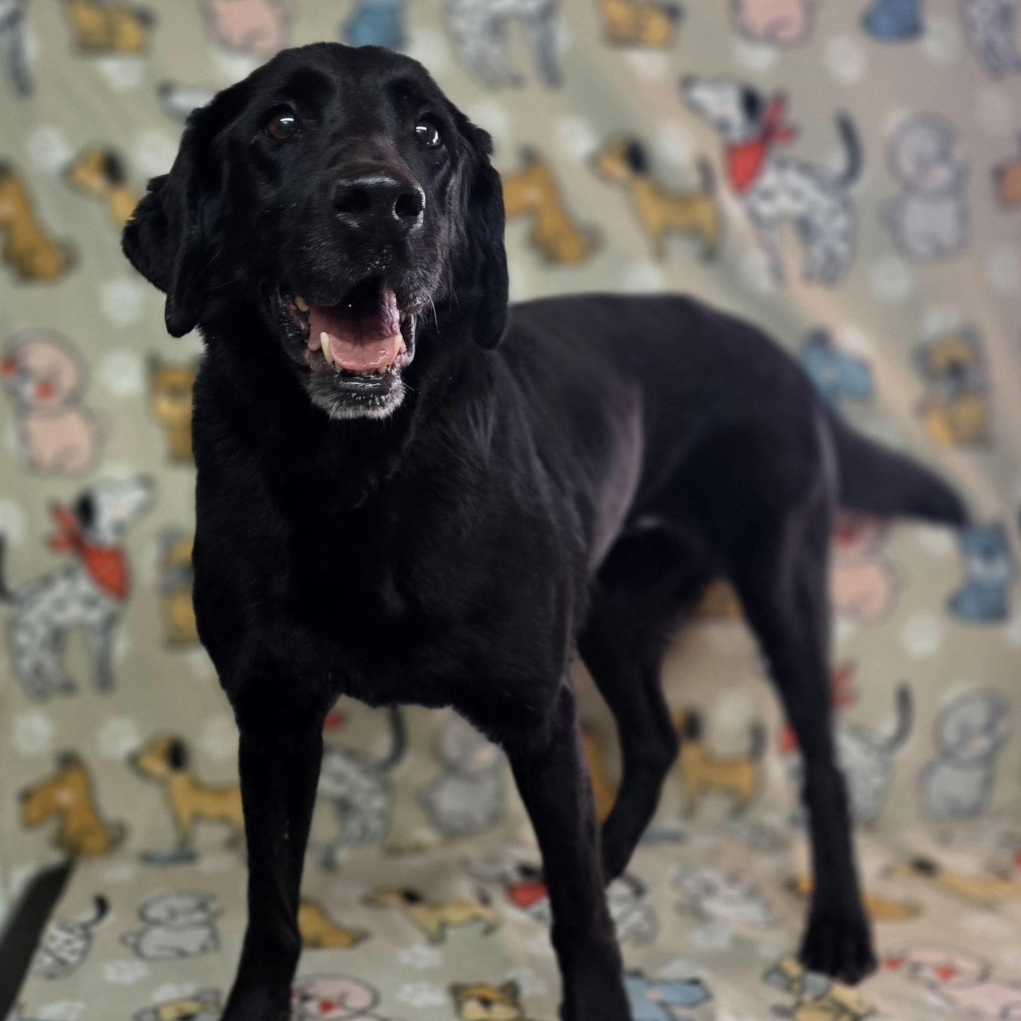 Enlarge Allie - JULY'S DOG OF THE MONTH, an adopted Black Labrador Retriever in Dallas, GA image 3/4
