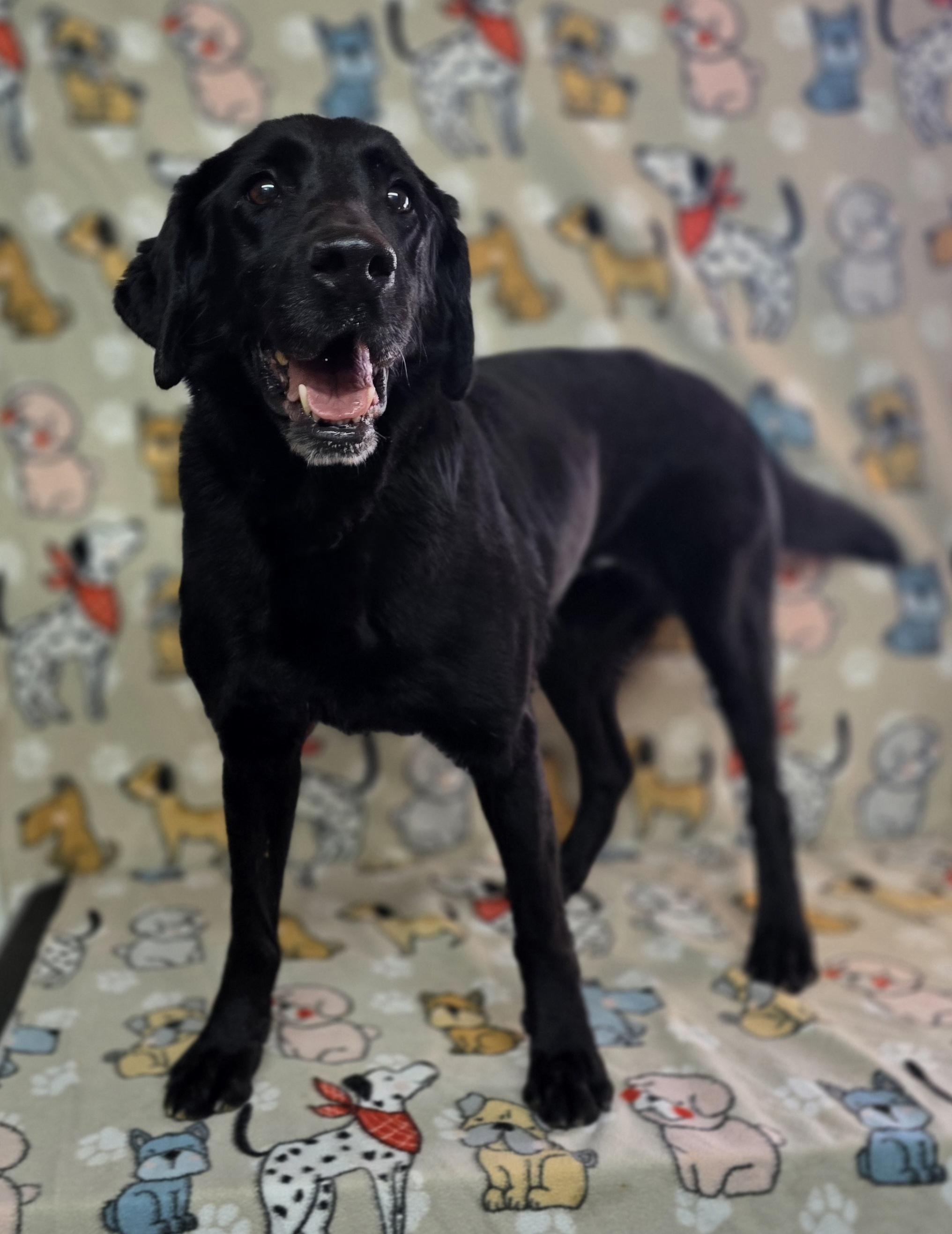 Enlarge Allie, a ADOPTABLE Black Labrador Retriever in Dallas, GA image 2/4