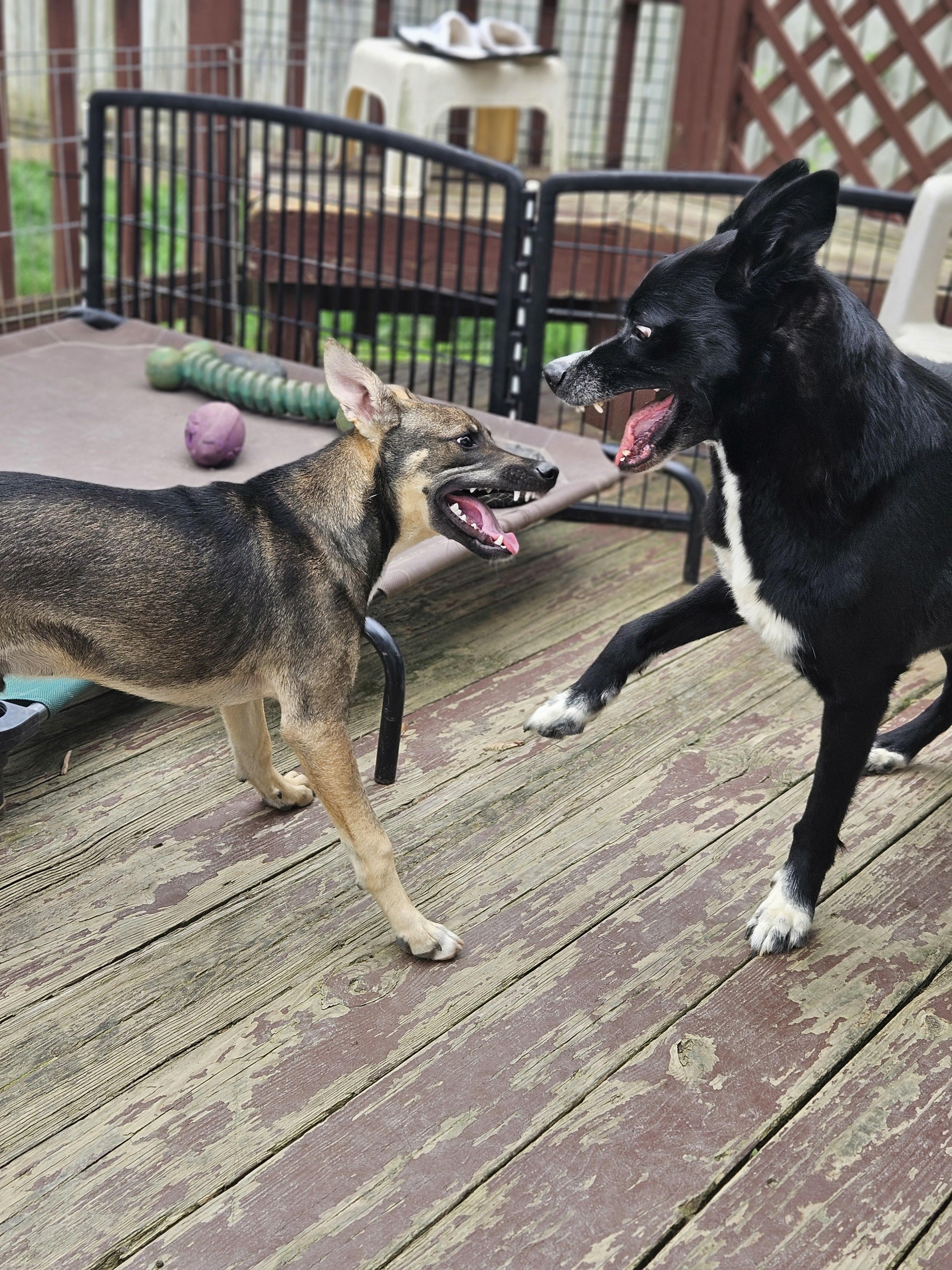 Enlarge Yogi, a Adoptable mixed breed in Silver Spring, MD image 5/6
