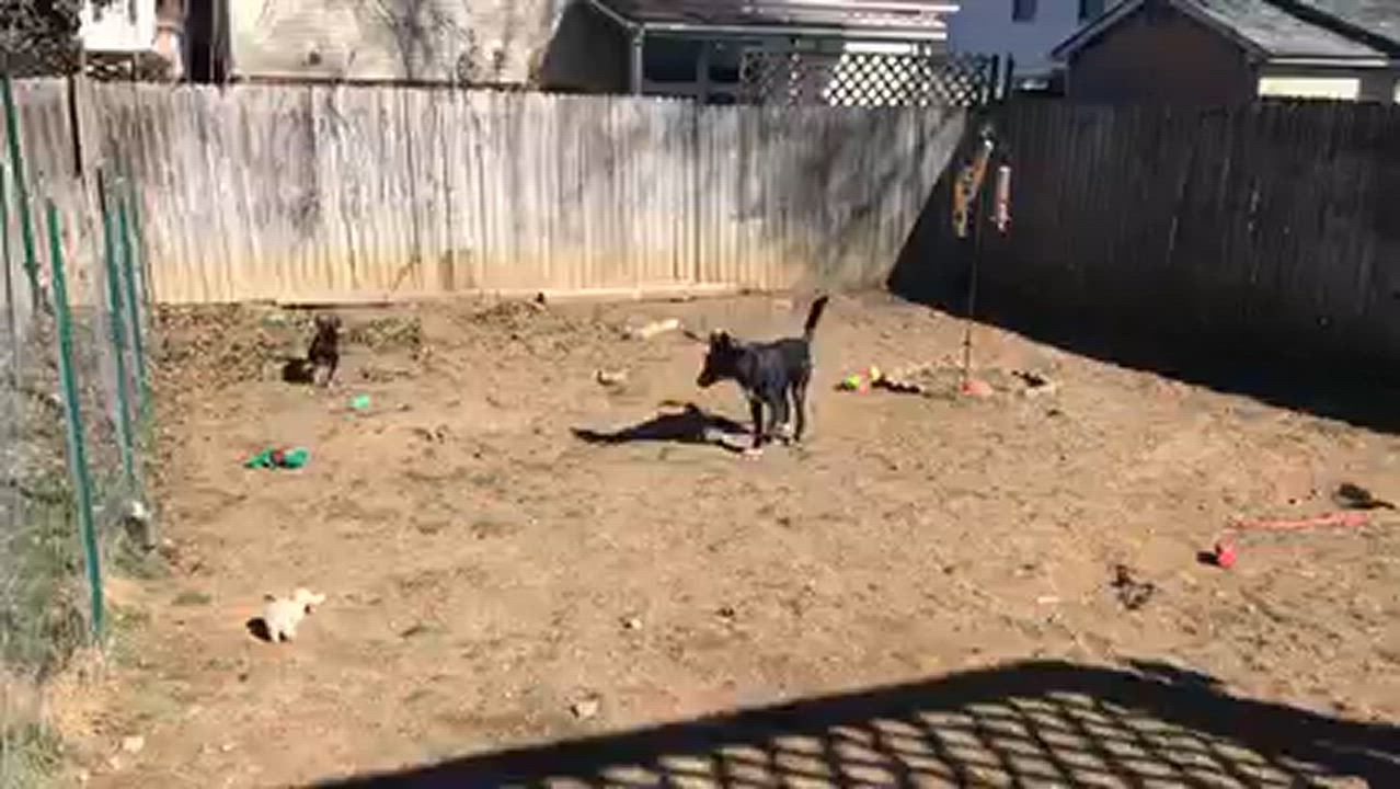 Enlarge Yogi, a Adoptable mixed breed in Silver Spring, MD video 6/6