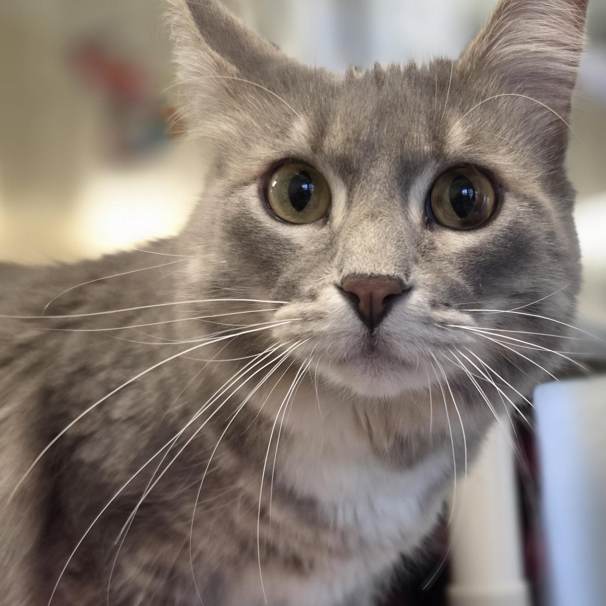 Bastian, ADOPTABLE, Adult Male Domestic Short Hair.