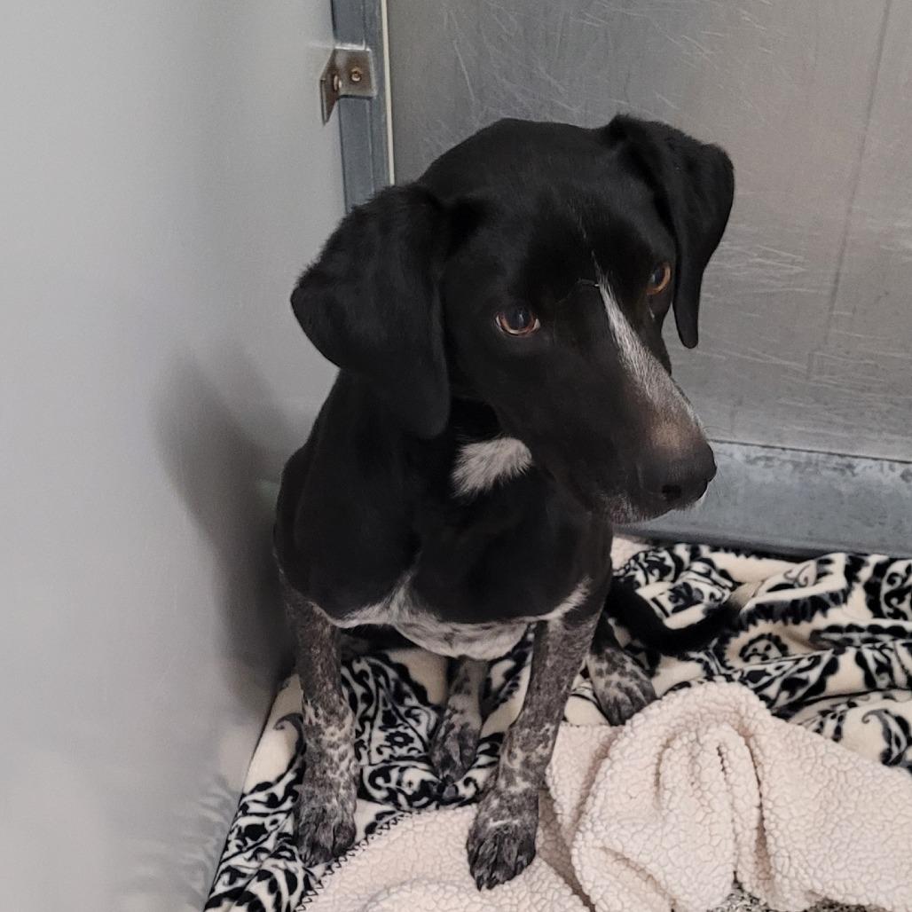 Enlarge Chip, a Adoptable mixed breed in Murray, UT image 1/3