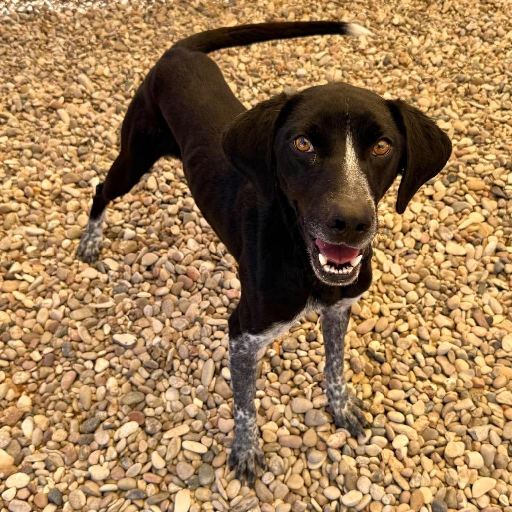 Enlarge Chip, a Adoptable mixed breed in Murray, UT image 2/3