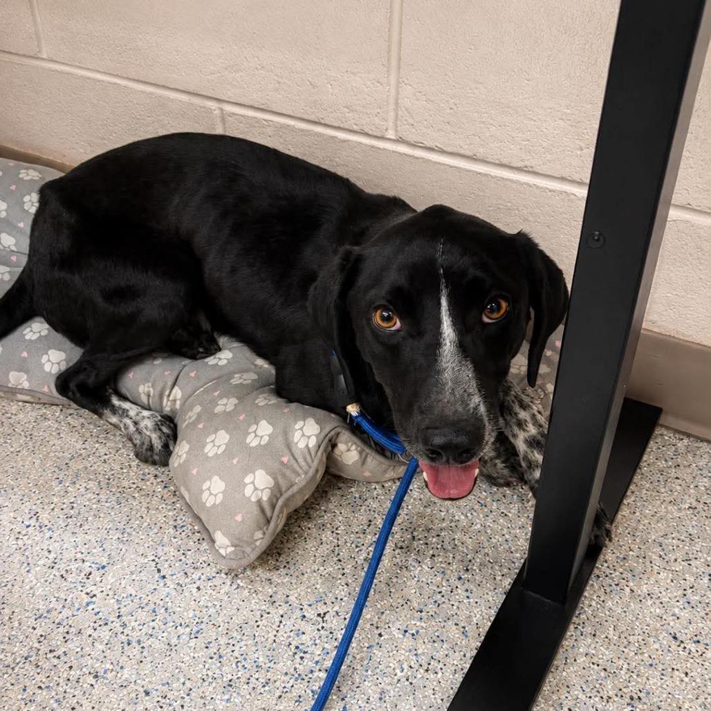 Enlarge Chip, a Adoptable mixed breed in Murray, UT image 3/3