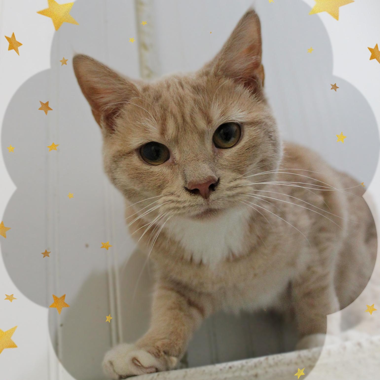 Enlarge Nicola, a ADOPTABLE Tabby in Amelia, OH image 1/1