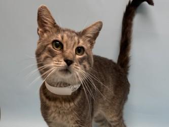 Enlarge Paul, a Adoptable mixed breed in Golden Valley, MN image 1/1