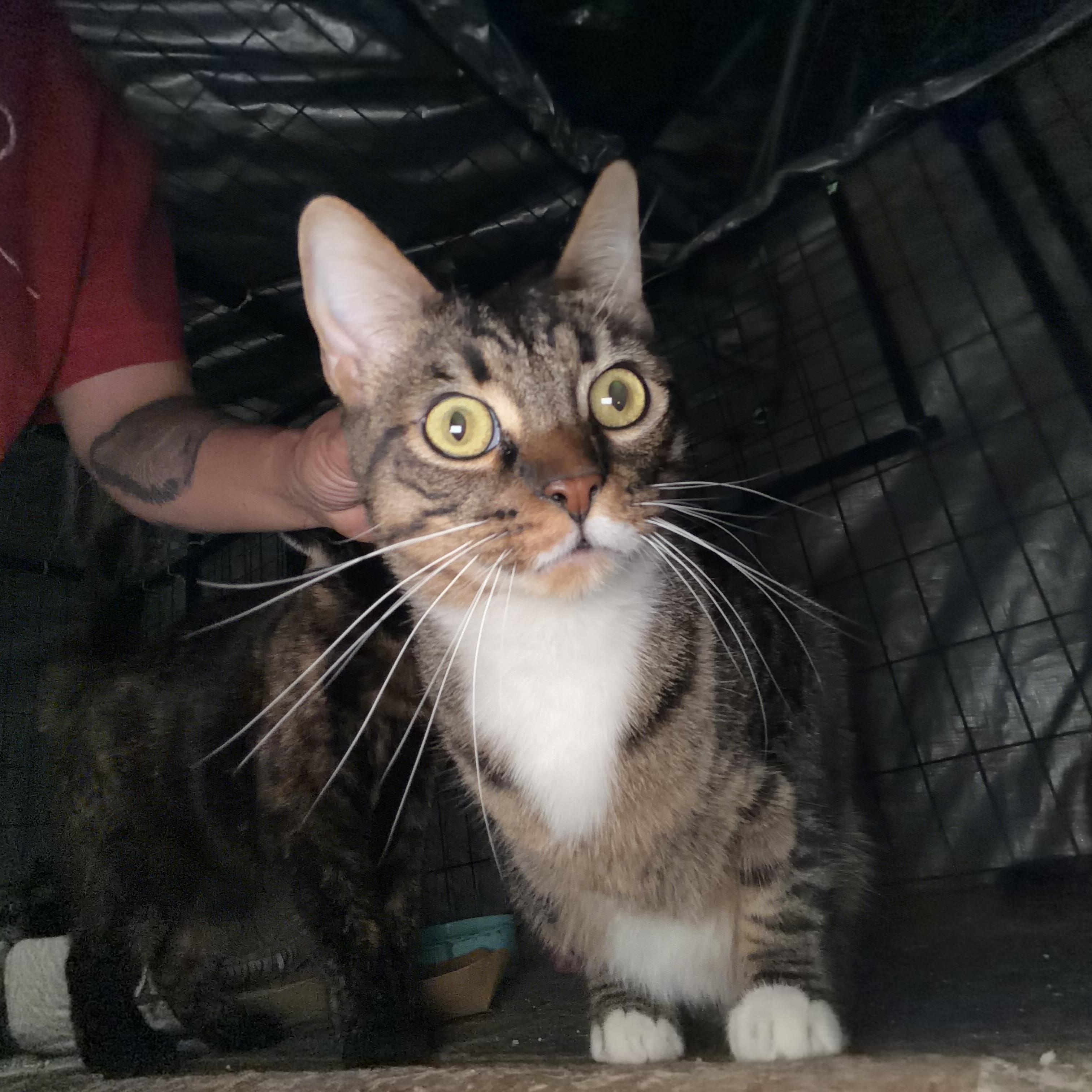 Enlarge Randy, a Adoptable Tabby in Bell Gardens, CA image 5/5