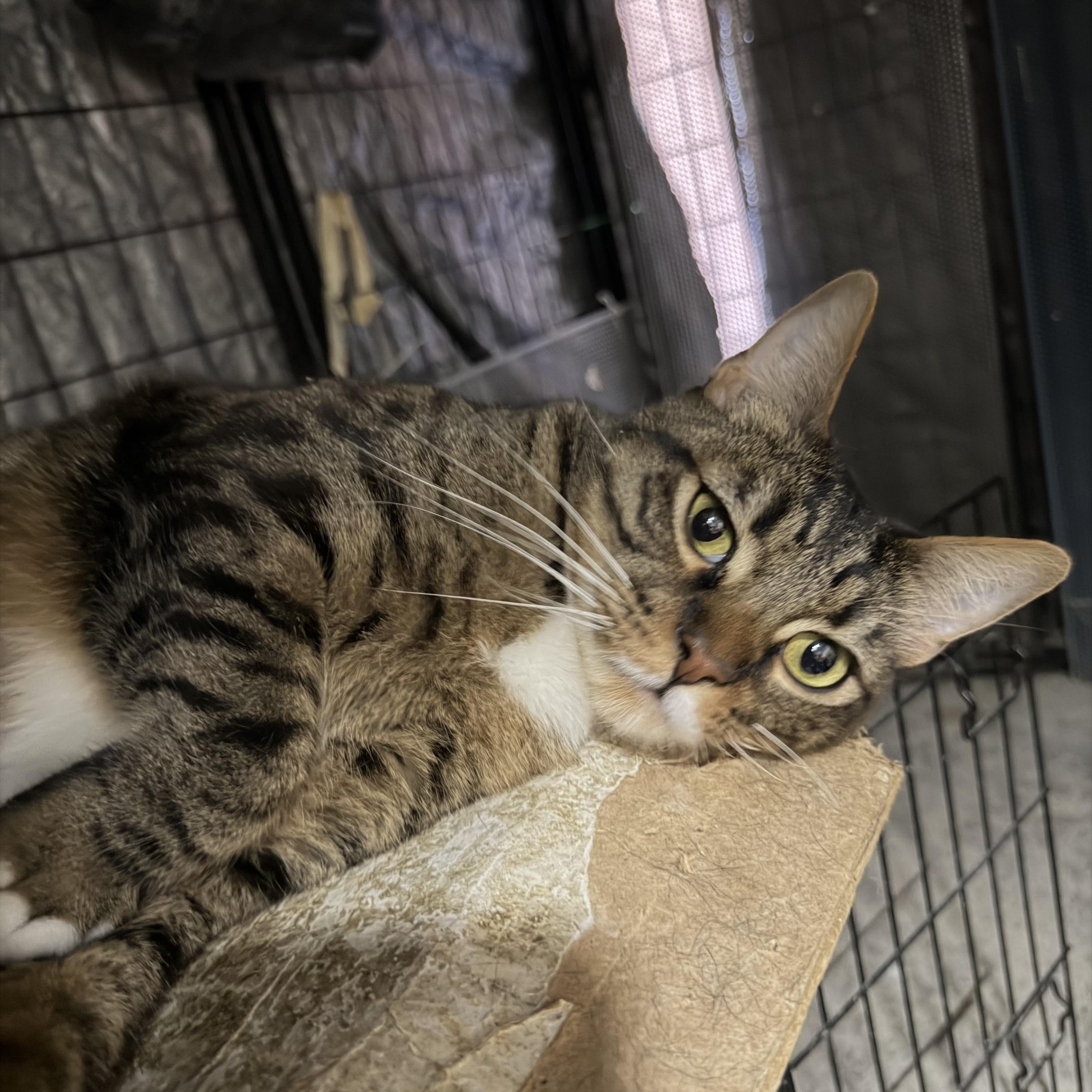 Enlarge Randy, a Adoptable Tabby in Bell Gardens, CA image 4/5